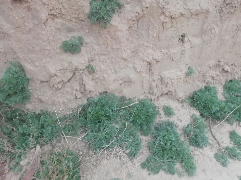  茵陈，自然生长在路边，田边，三月开挖