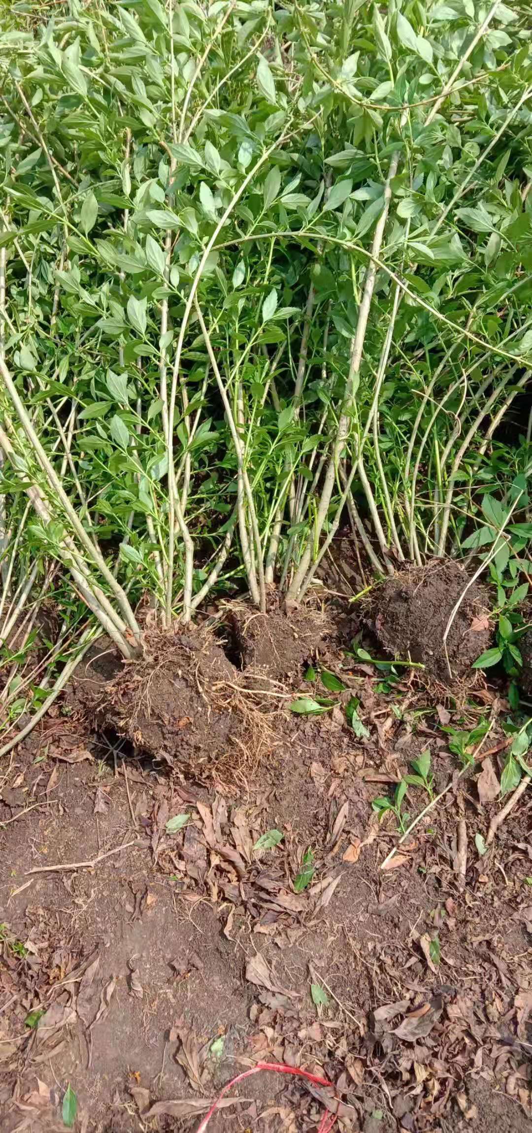 东北连翘苗 连翘球 基地 大量出售 各种规格