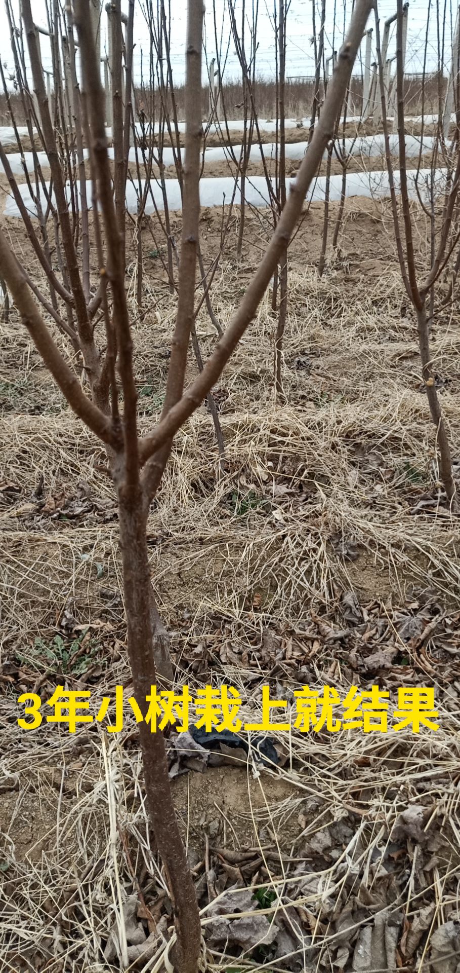 寒富苹果树苗  清地处理捡便宜的联系，占地小树。