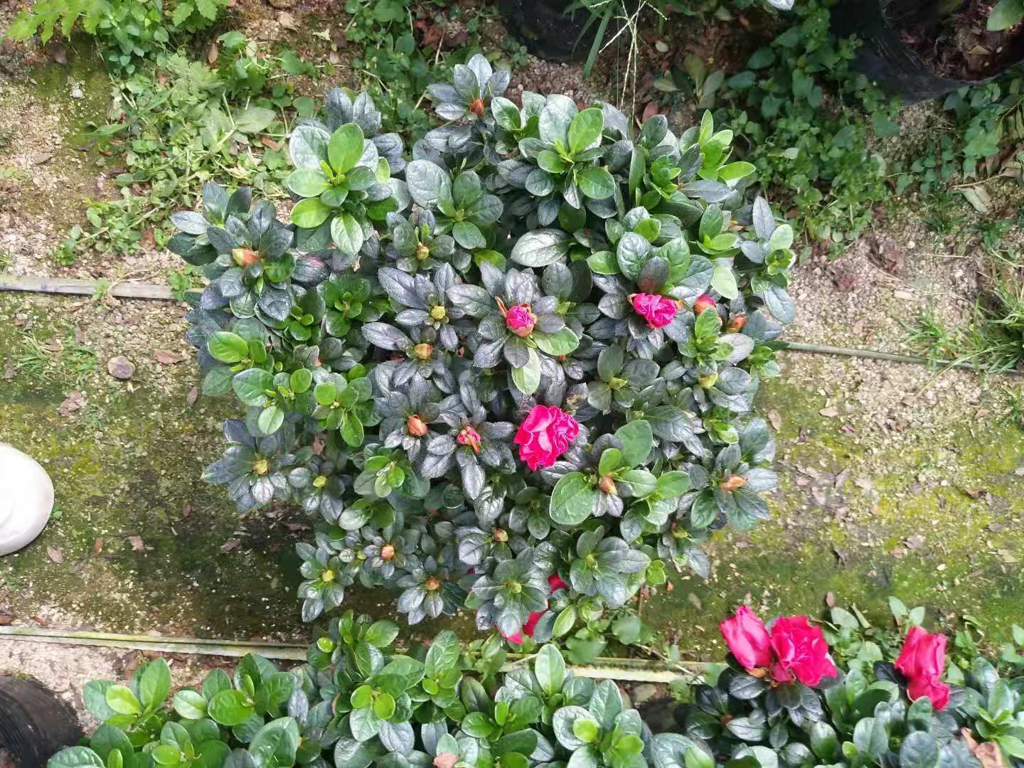 西洋杜鹃  精品180杜鹃花小桃红 玫红 樱桃红 基地直销