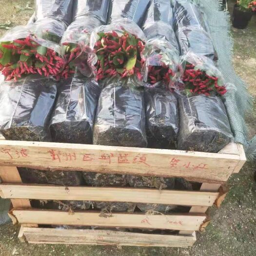 漳平市仙指兰盆栽 180杯仙指兰