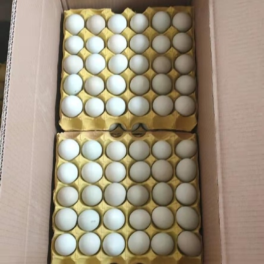 武汉【精选】绿壳蛋420枚/箱精品特大号绿壳蛋，带箱50+斤