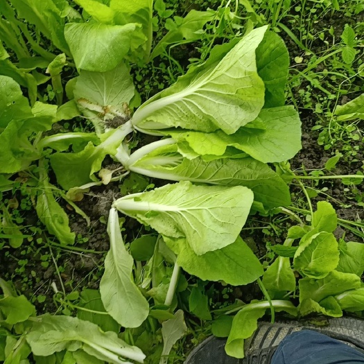 成都奶白菜  接受代收 出货  新地精品货来了  有需要量大的老