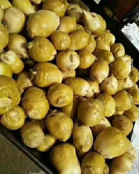 天津咸菜疙瘩，玉田芥菜头，无杂质，高盐度