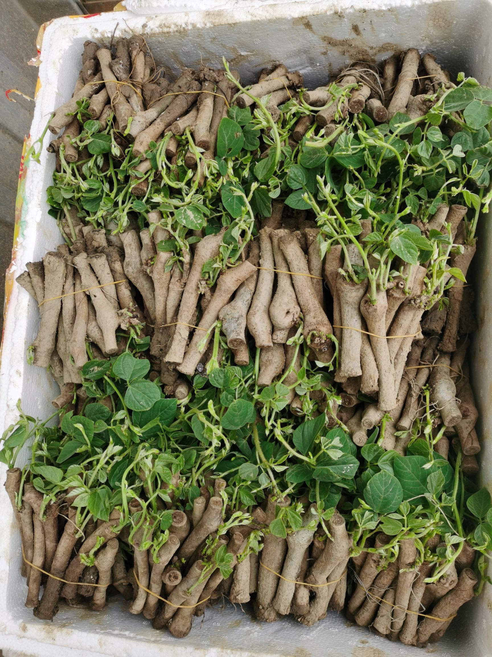 葛根种苗货源充足