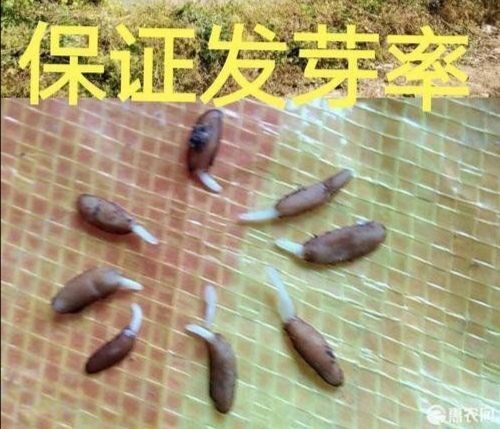 集安市刺五加菜 出售精品长梗刺五加。。。。籽