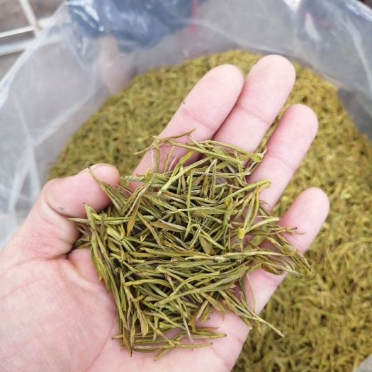 松阳县黄金茶 黄金芽
