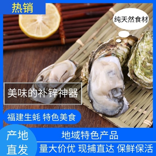 漳浦县牡蛎肉 生蚝肉 铁板 红烧 凉拌 酒店 烧烤店 大排档均可