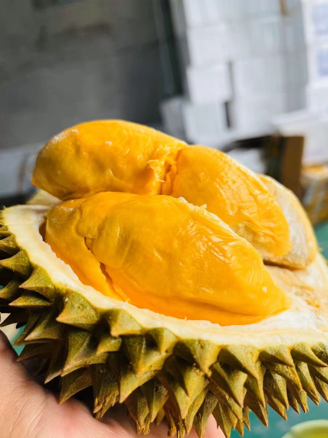  （托曼尼榴莲）