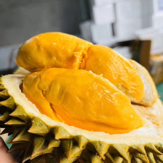 广州 （托曼尼榴莲）