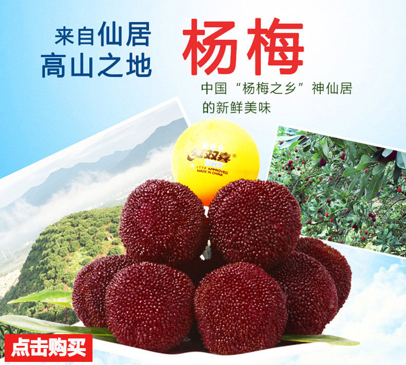 东魁杨梅 仙居杨梅