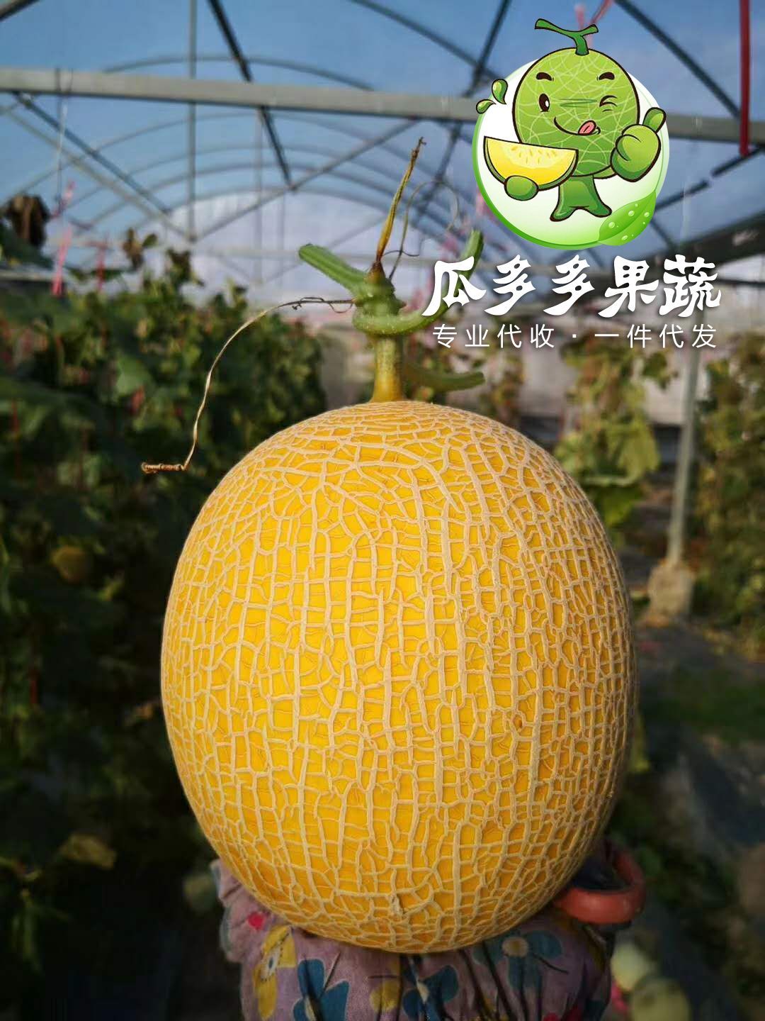 久红瑞甜瓜  瑞红甜瓜 久红瑞香瓜 量大质优 实力代办 信誉