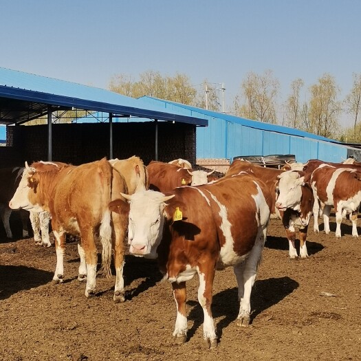 忻州肉牛  精品西门塔尔牛400-700斤，货真价实。直接对牛场，无中介