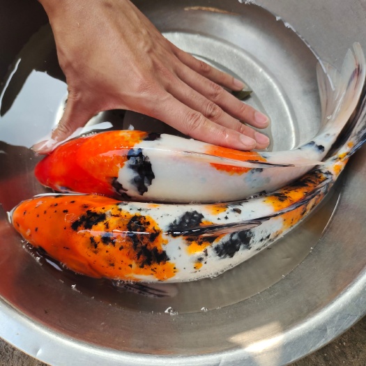 清远锦鲤鱼苗，日本锦鲤鱼苗