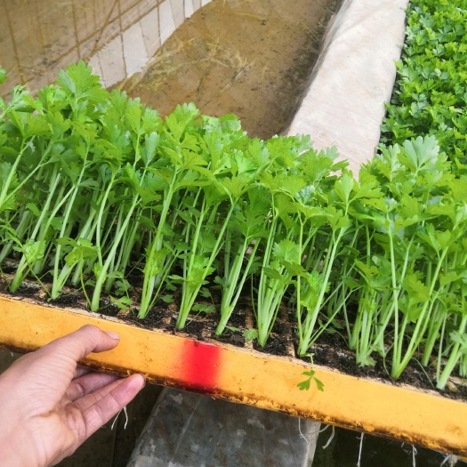 通海县西芹菜苗，品种，西芹王子，德国皇帝，茶氏育苗有限公