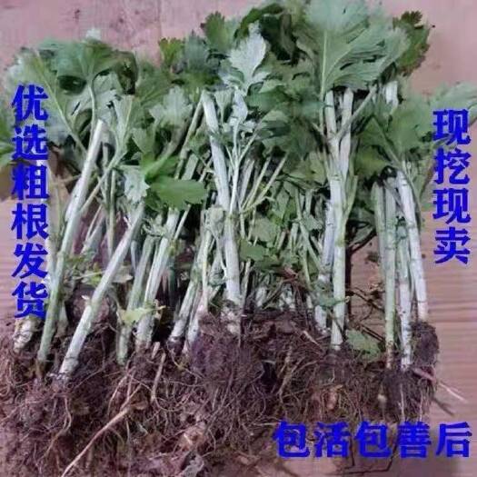 唐河县艾草苗  河南南阳品种五叶艾苗产量高出绒率大下单包邮包种植全