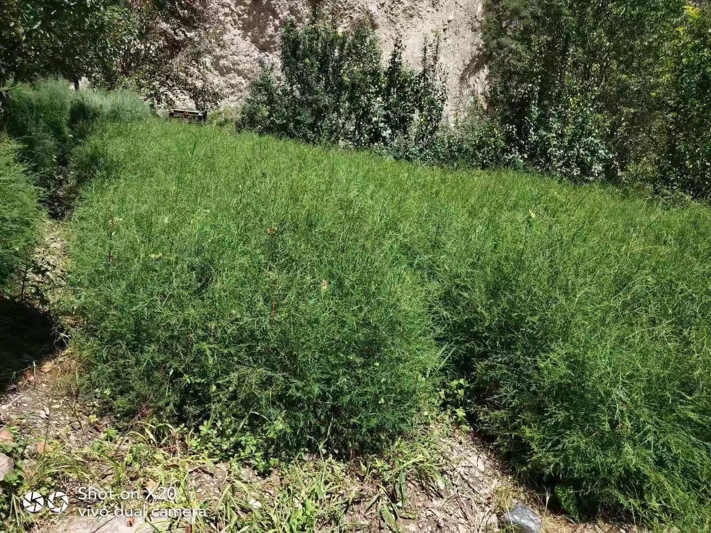 塔柏树苗 柏树苗