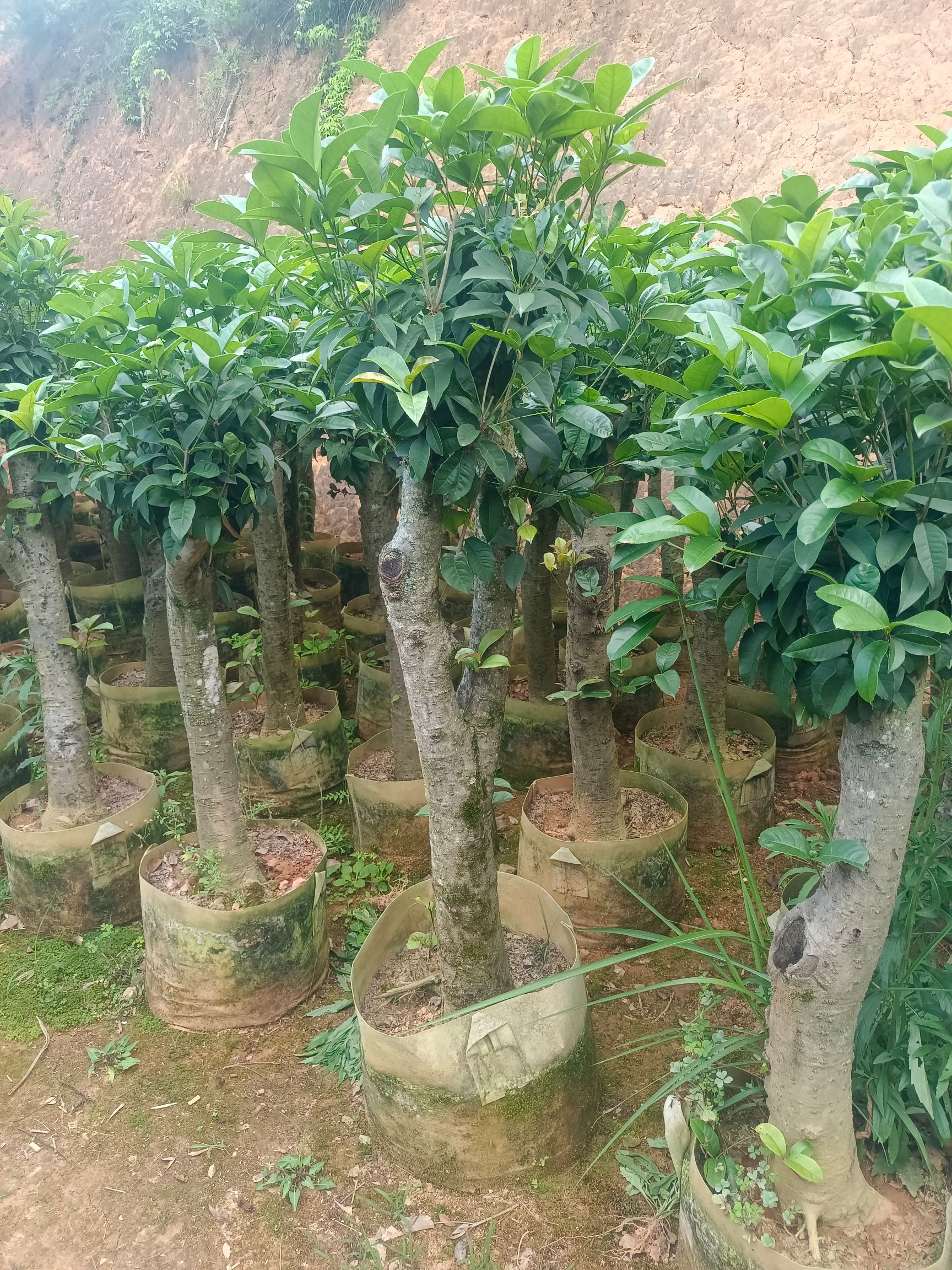 福建漳平红桂花 四季桂花 尖叶桂花 绿化征用桂花桩