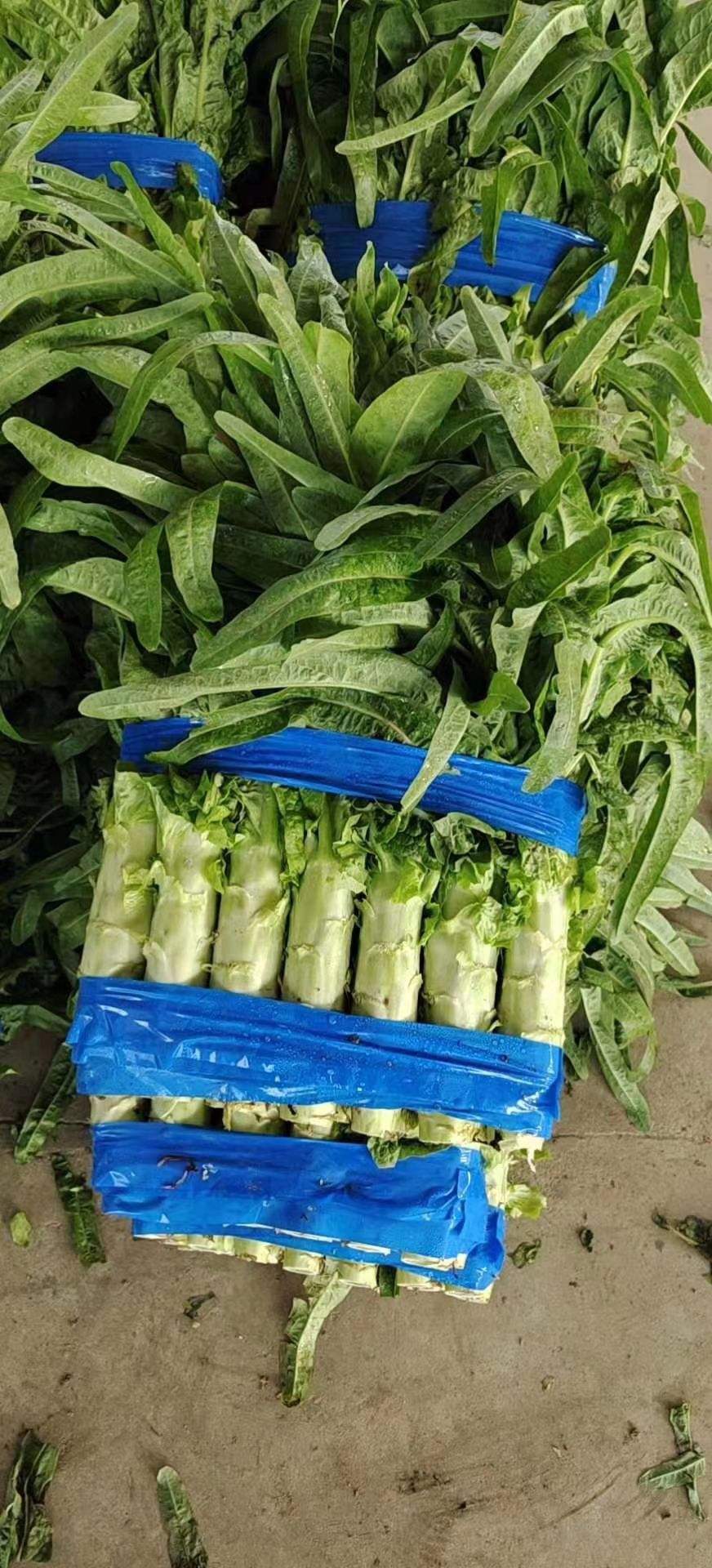 红叶莴笋  兰陵精品红尖叶大量上市