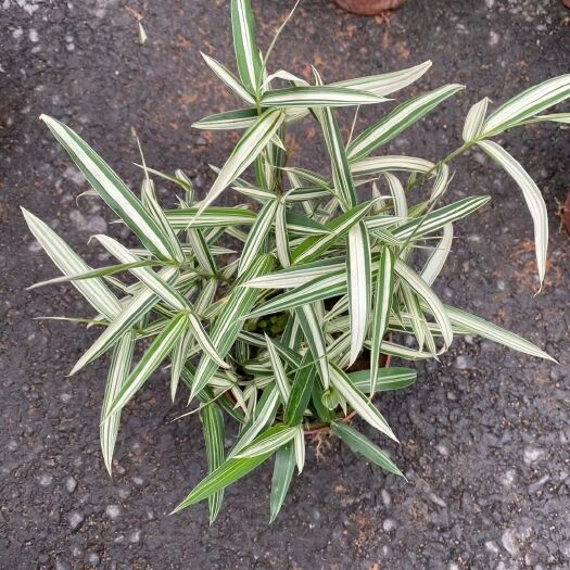 漳平市猫尾草 熊猫竹