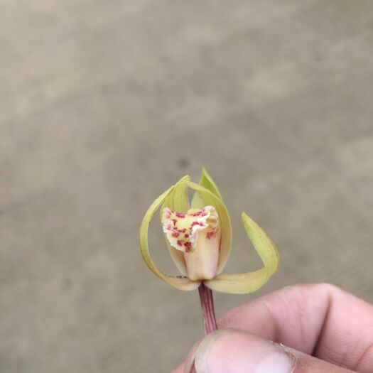 宣汉县 蕙兰