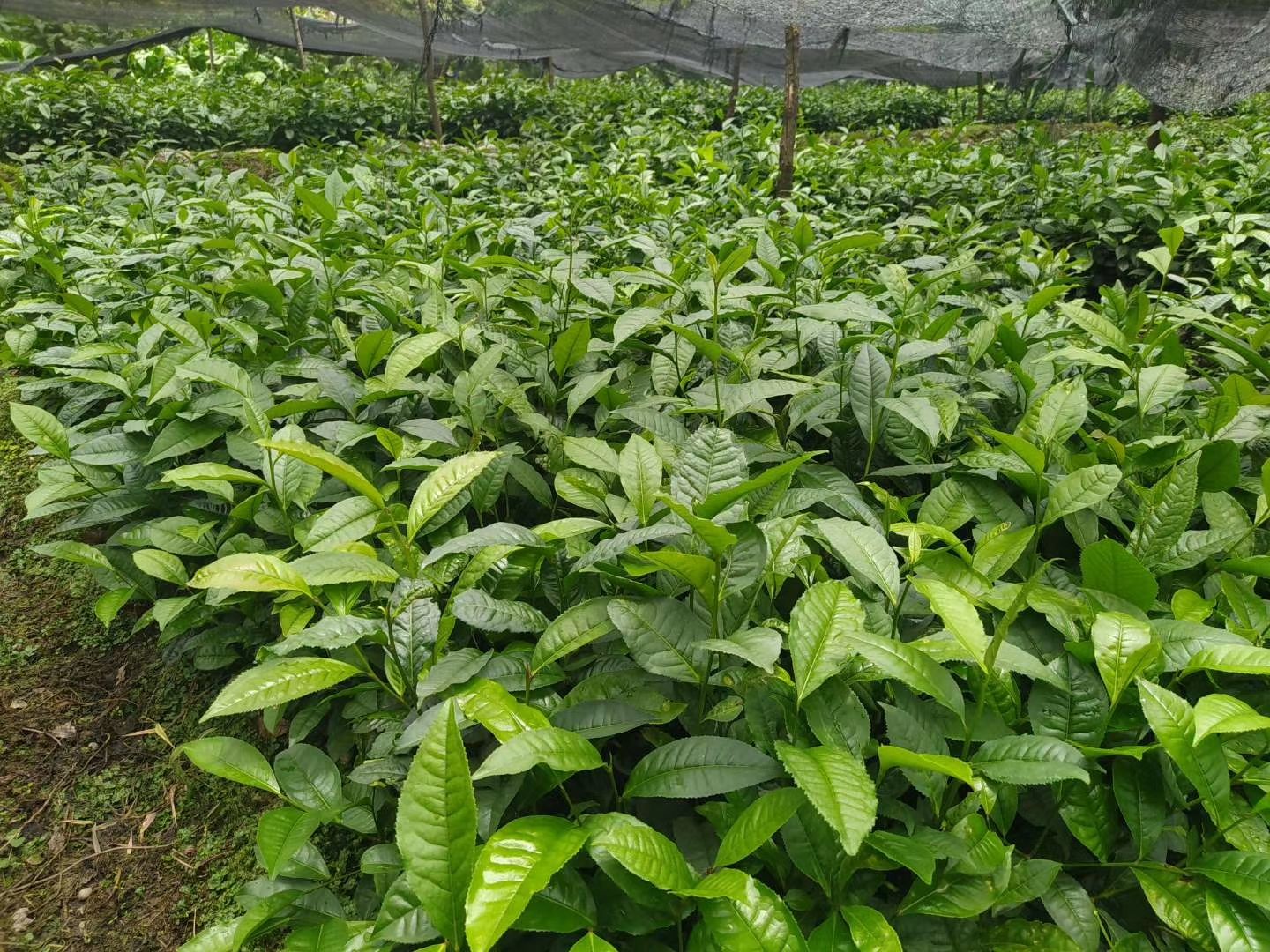 大叶种茶树苗  三年大叶种茶苗冰岛昔归班章茶叶苗茶树苗茶果茶籽培育茶苗