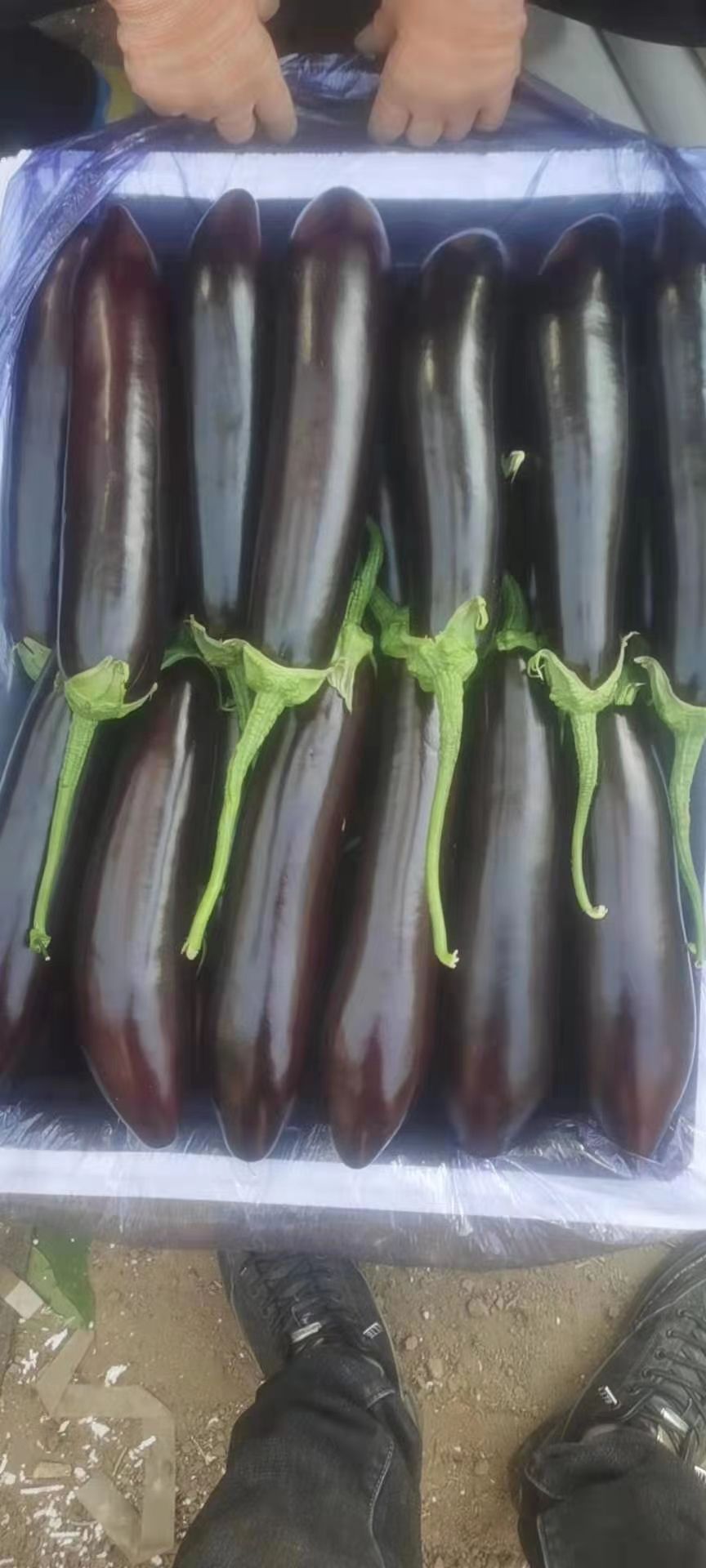 青茄  山东精品烧烤茄子，一手货源，保质保量，产地供应，大量