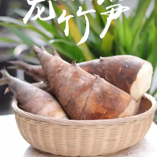 甜竹笋  云南甜龙竹笋，甜笋鲜鲜除根货！一手货源无中间商产地