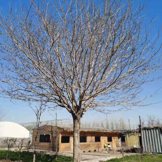 诸城市无刺枸骨 37公分精品构树一棵，需要的联系