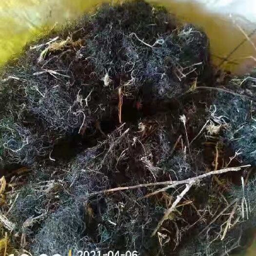 达茂旗干发菜 