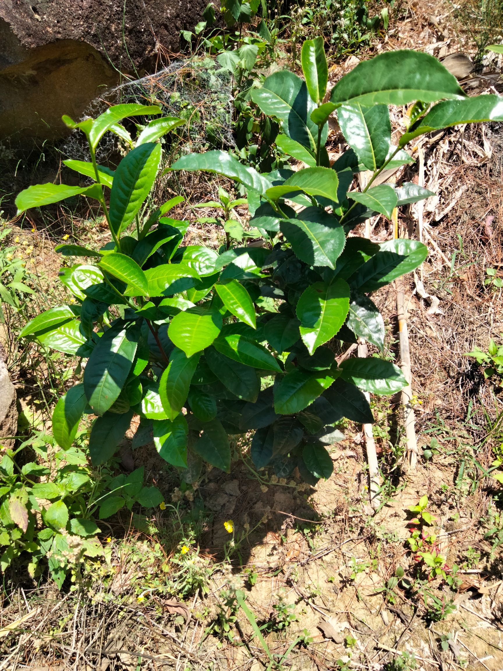 大叶种茶树苗  三年大叶种茶苗冰岛昔归班章茶叶苗茶树苗茶果茶籽培育茶苗
