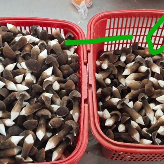 新余鸡枞菌 黑皮鸡枞