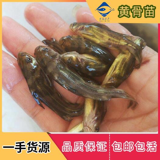 清远 优质黄骨黄颡鱼苗淡水黄辣丁鱼黄丫头活体渔场养殖直供包邮