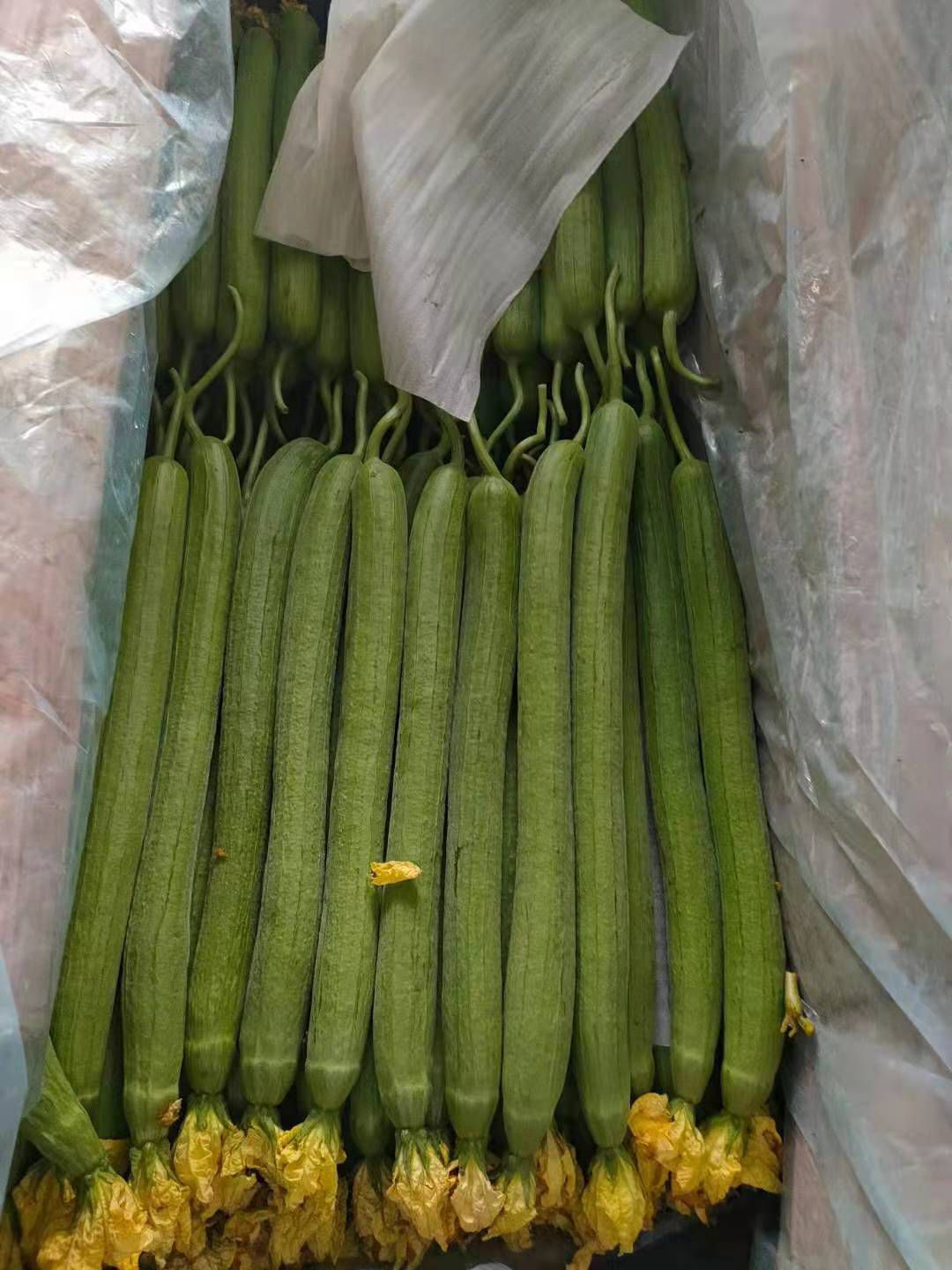 鲜花丝瓜  山东兰陵精品丝瓜，大量供应，一手货源，货源充足，