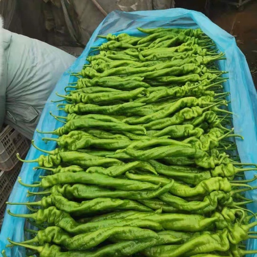 兰陵县螺丝椒  山东兰陵精品陇椒，大量上市了，价格不高保质保量，发