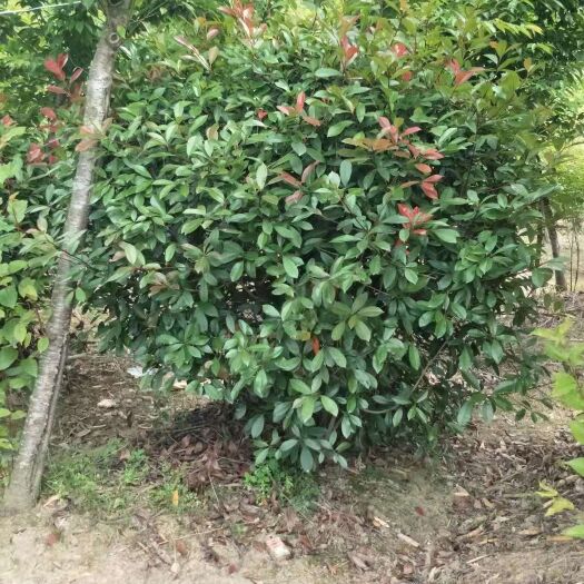 福州 红叶石楠