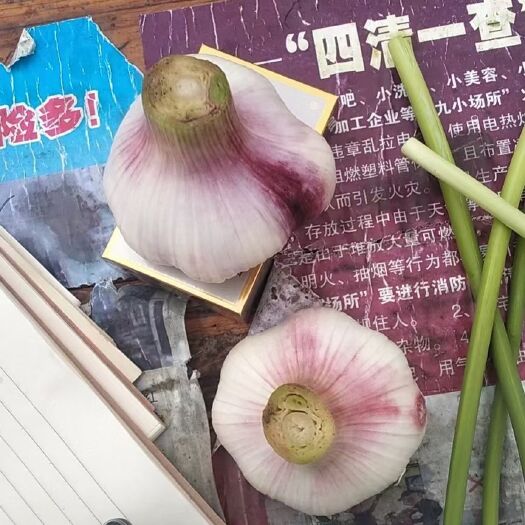 临颍县白皮蒜 临颖大蒜，品质好，个头大，卖相不错