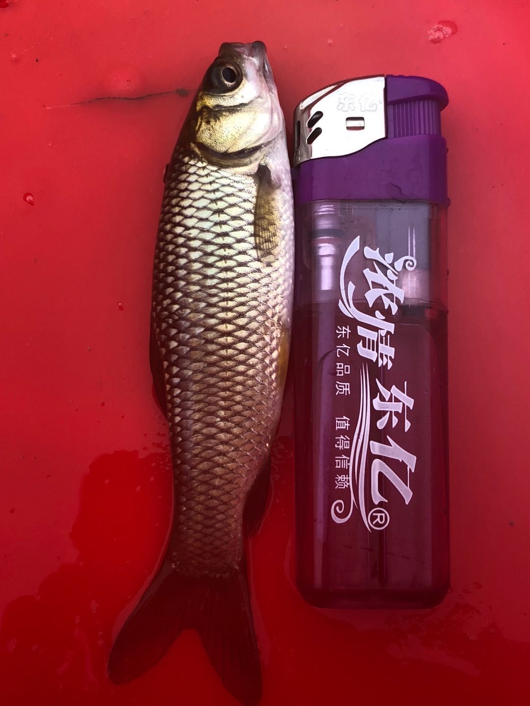 草鱼苗，长年供应草鱼苗，优质品种，值得信赖