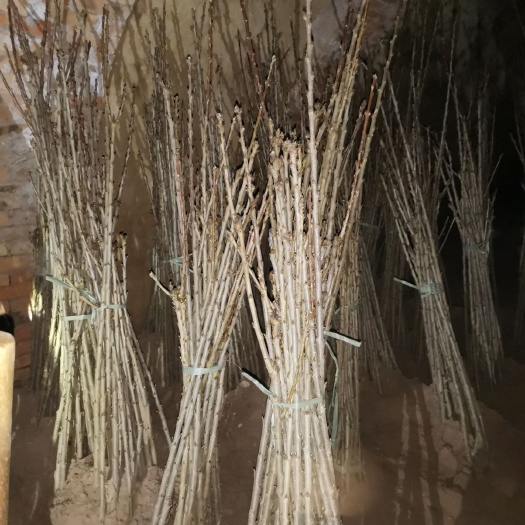 祁县玛瑙红樱桃树苗  红玛瑙樱桃苗一年精品大苗2公分以上吉塞拉6号嫁接苗