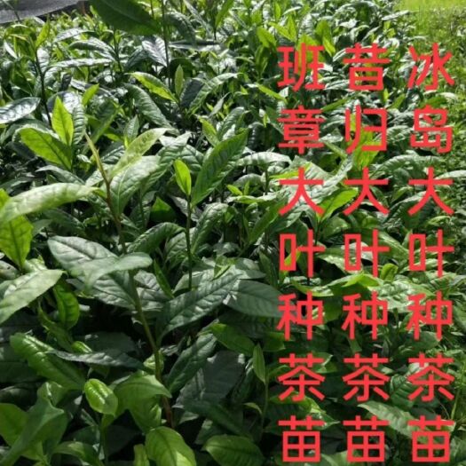 临沧大叶种茶树苗  三年大叶种茶苗冰岛昔归班章茶叶苗茶树苗茶果茶籽培育茶苗