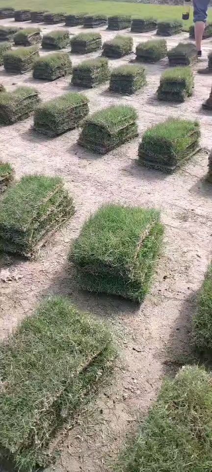 句容市 中华结缕草