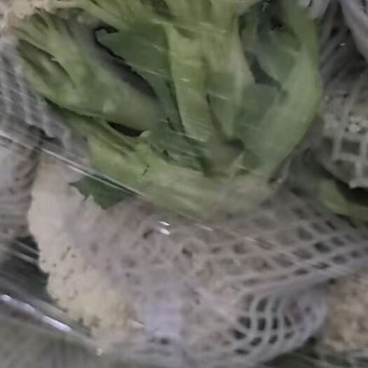 东明县花菜