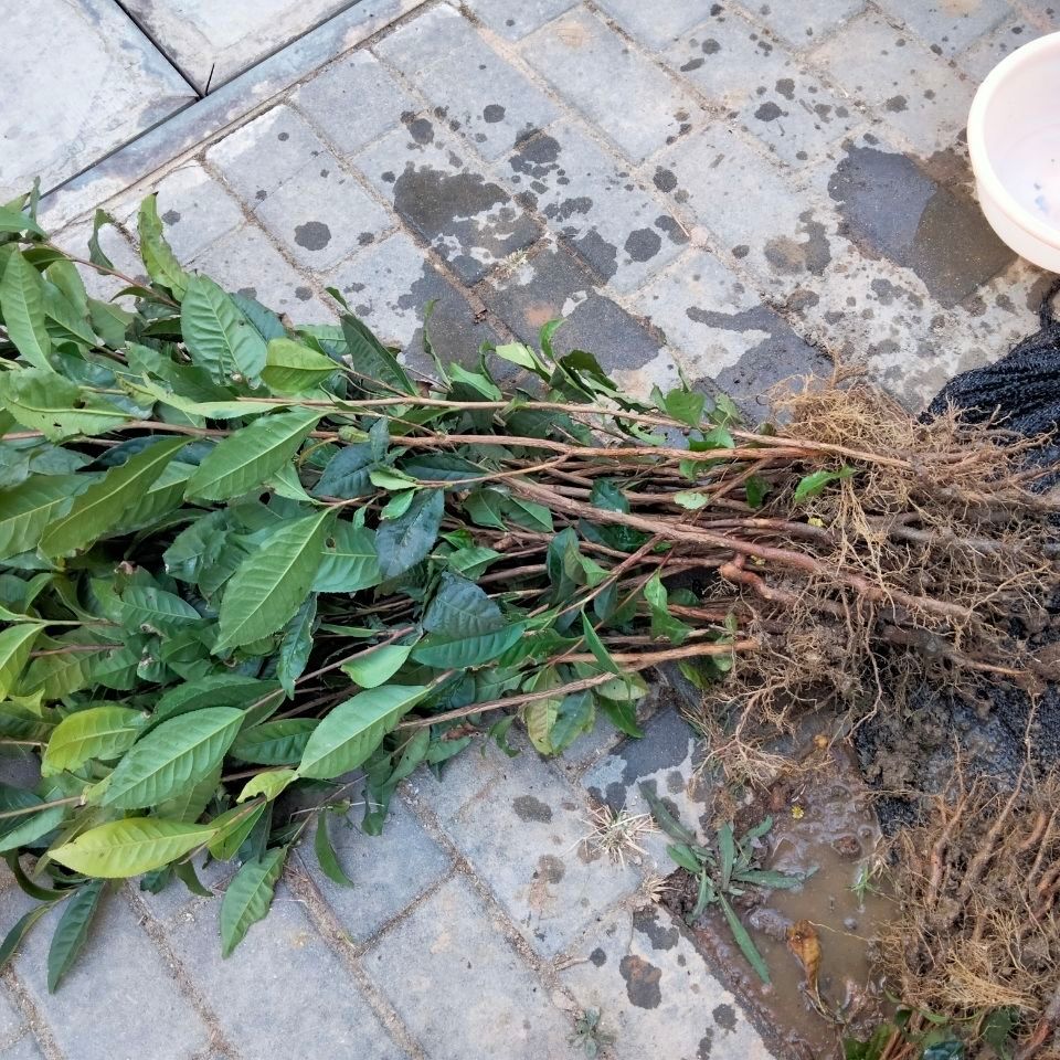 大叶种茶树苗  三年大叶种茶苗冰岛昔归班章茶叶苗茶树苗茶果茶籽培育茶苗