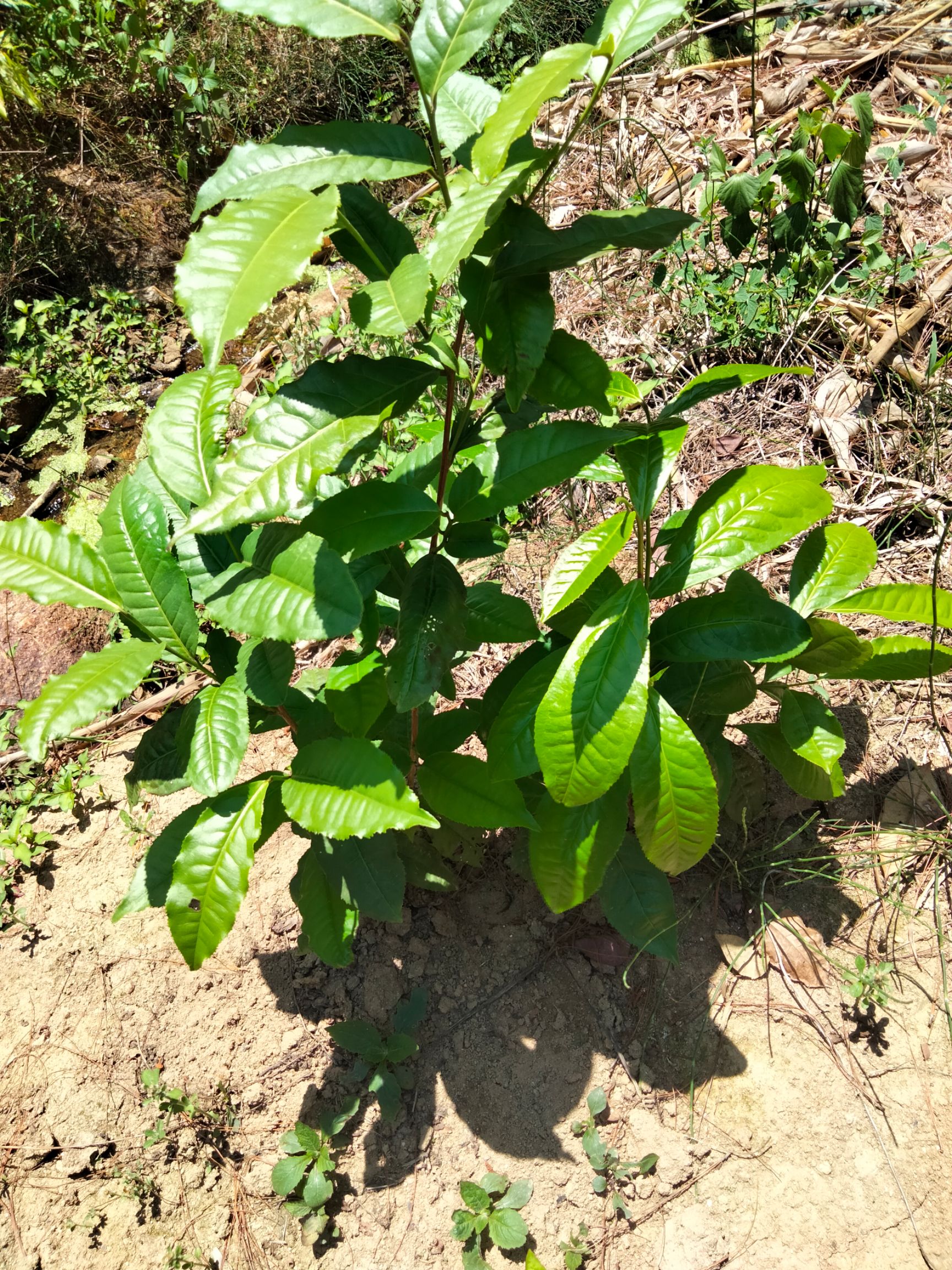 大叶种茶树苗  三年大叶种茶苗冰岛昔归班章茶叶苗茶树苗茶果茶籽培育茶苗