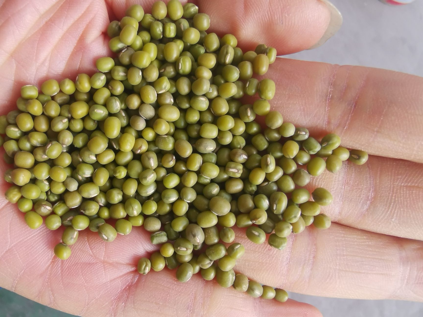 大量批绿豆好煮无铁豆