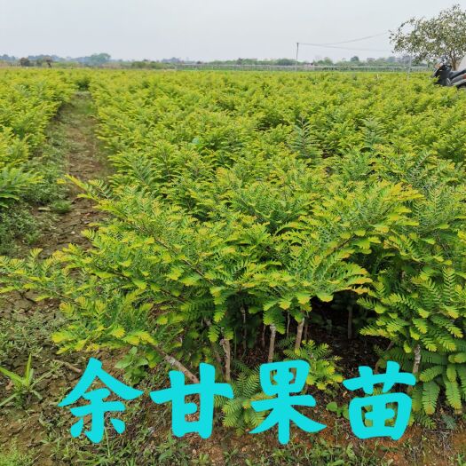 平南县余甘果苗  余甘子、余甘实生苗，大玉余甘果袋苗