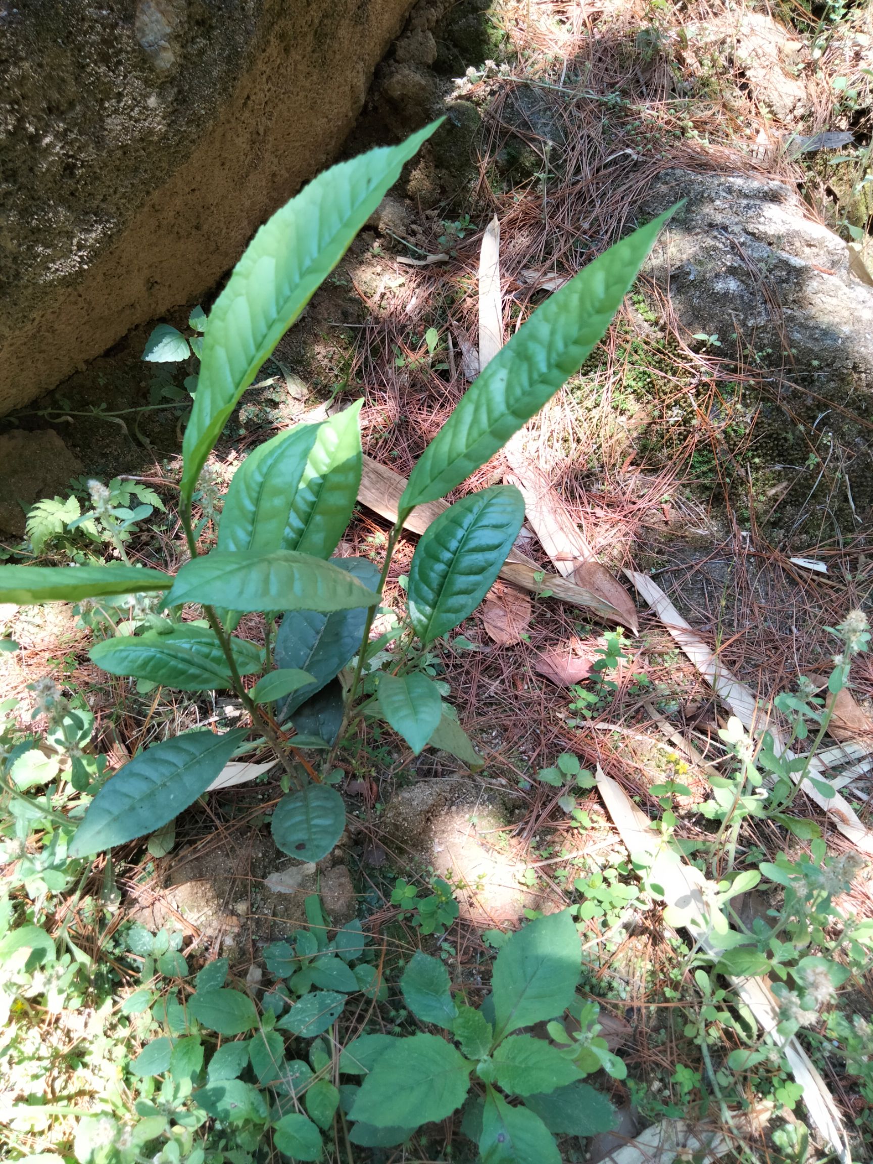 冰島昔歸班章景邁易武大葉種茶苗普洱茶樹(shù)苗大茶樹(shù)苗