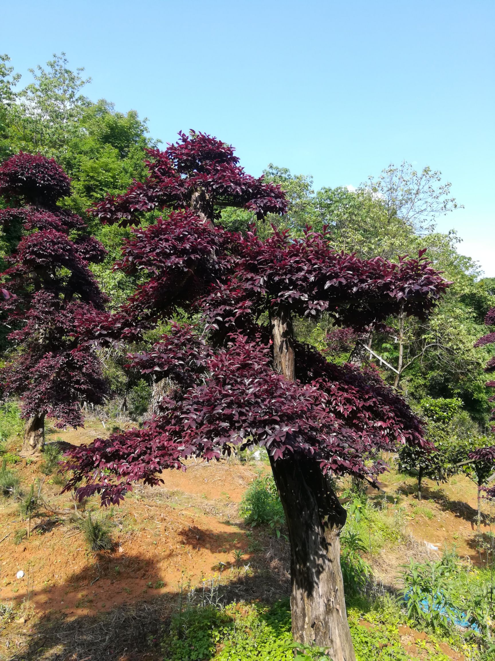 大型红花继木桩