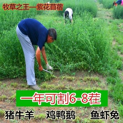 郓城县紫花苜蓿种子 紫花苜蓿