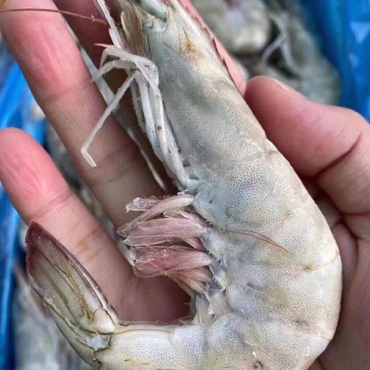沈阳南美白对虾